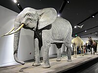 Part of the display on animals in war at the Militärhistorisches Museum der Bundeswehr
