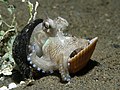 21.9 - 27.9: In octopus da la spezia Amphioctopus marginatus en la costa dal nord d'il Timor da l'Ost.