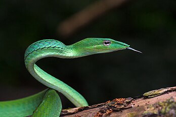 Cobra-das-vinhas (Ahaetulla prasina), no Parque Nacional de Kaeng Krachan, Tailândia. (definição 7 360 × 4 912)