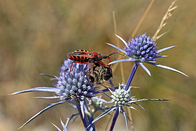 一只蜜蜂正在刺芹上捕食刺客臭虫（Rhynocoris iracundus）。摄于北马其顿共和国。