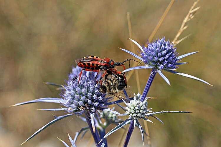Хищнец Rhynocoris iracundus, поймавший пчелу на цветке синеголовника