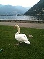 Cigno reale con prole presso Lago di Como, Italia