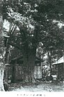1940年（昭和15年）4月撮影の八幡神社のイスノキ。今日とほとんど変わらない。