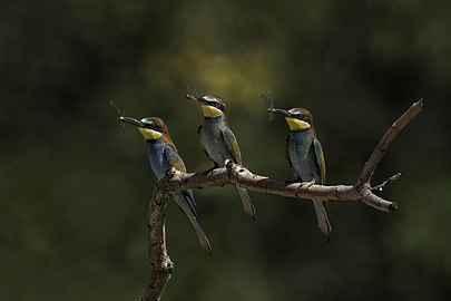 European bee-eaters Merops apiaster with dragonflies Hungary