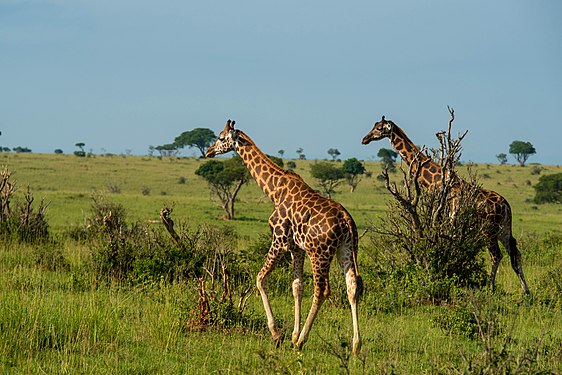 Rothschild's giraffes (Giraffa camelopardalis rothschildi) keeping company of each other as they move through the wilderness of Murchison Falls National Park Photograph: User:Timothy Akolamazima