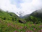 Mountain valley full of pink flowers.