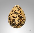   Egg Museum specimen