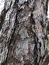 Close up, the bark seems to be made up of countless shiny metal pieces. Pinus thunbergii