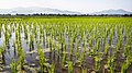 15.6 - 21.6: In champ da ris dacurt emplantau en il district da Phrao en la provinza da Chiang Mai, Tailanda.