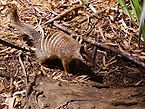 Myrmecobius fasciatus Numbat mammal emblem