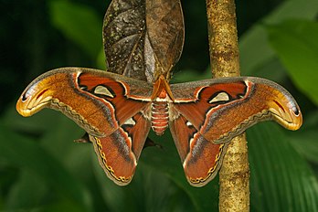 Macho de Attacus taprobanis, uma mariposa nativa do Sri Lanka e Índia do Sul. (definição 6 000 × 4 000)