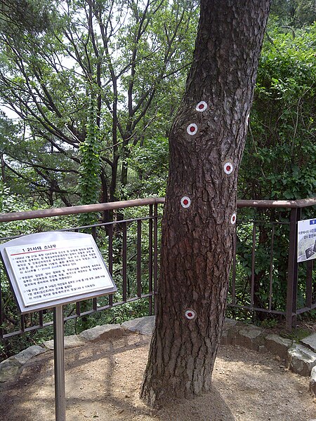 File:Bukaksan pine tree with bulletholes marked.jpg