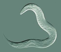 Hermafrodita C. elegans