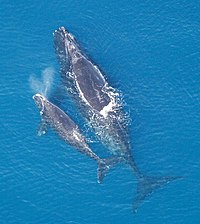 North Atlantic right whales, mother and calf