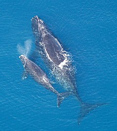 Бискайски кит (E. glacialis)