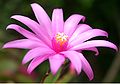 Schlumbergera truncata es una especie botánica de plantas en la familia de las Cactaceae. Es endémica de Brasil. Es una especie común que se ha extendido por todo el mundo. Es una planta perenne carnosa, con hojas aplanadas y con las flores de color blanco, rosa, rojo y púrpura. Por FoeNyx