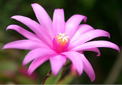 Hatiora ×graeseri flower
