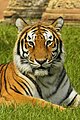 बंगाल बाघ