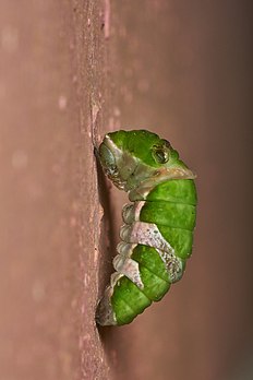Estágio larval da pré-pupação da borboleta Papilio polymnestor, nativa da Índia e do Sri Lanka. (definição 3 200 × 4 800)