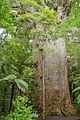 Trunk of the Yakas kauri (7th largest)