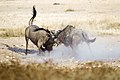 9. Csíkos gnú (Connochaetes taurinus) bikák harca az Etosha Nemzeti Parkban (javítás)/(csere)