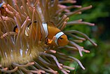 Amphiprion English: Clownfish Deutsch: Clownfisch