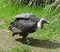 Indian white-rumped vulture