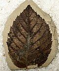 Betula leopoldae leaf fossil