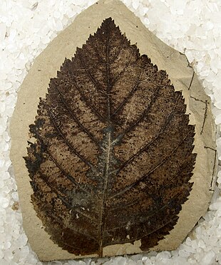 Fossilt blad af Betula leopoldae, som er ca. 48,5 millioner år gammelt.