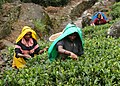 Récolte du thé au Sri Lanka