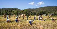 Despois da colleita, a palla do arroz recóllese de forma tradicional en pequenos arrozais no distrito de Mae Wang, Tailandia.
