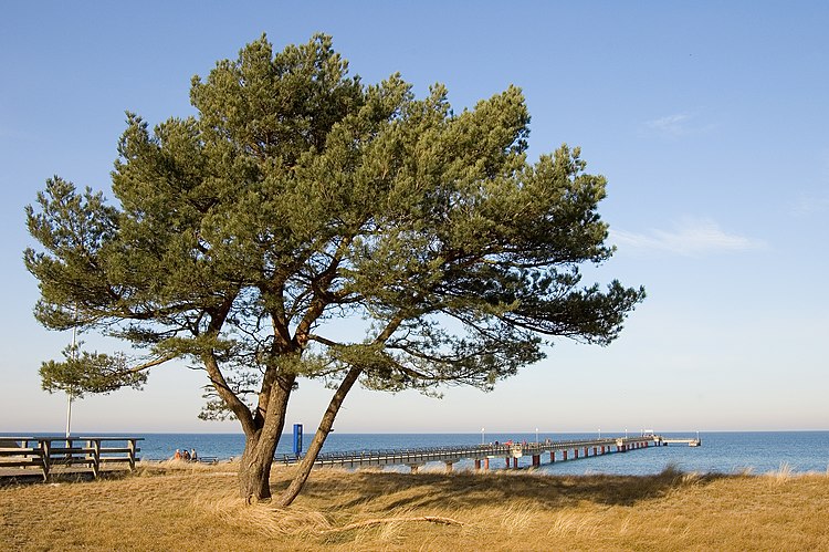 Сосна обыкновенная (Pinus sylvestris) на курорте Преров (Мекленбург — Передняя Померания, Германия)