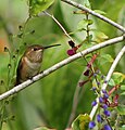 Juvenile Allen's Hummingbird, San Francisco, CA
