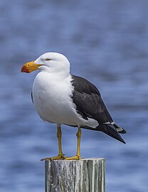 Pacific gull Larus pacificus Australia