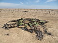 Welwitschia no deserto de Namibe