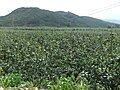 Fujian Pinghe County Çin'de pomelosu ile meşhurdur.