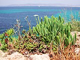 Piante sulla costa mediterranea