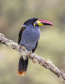 Grey-breasted mountain toucan Andigena hypoglauca Colombia