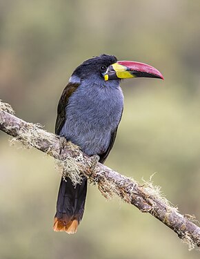 Grey-breasted mountain toucan by Charles J. Sharp