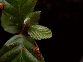 Fagus sylvatica Young leaves of a European beech