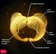 Taret (Lyrodus pedicellatus), les deux valves de la coquille, vues de face. La coquille baille largement à l'avant (passage du pied) et à l'arrière (passage du manteau et de la masse viscérale). Les crêtes crénelées du lobe antérieur sont visibles. On remarque aussi l'articulation formée par les condyles dorsaux et ventraux.