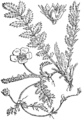 Potentilla anserina Gosja trava plate 376 in: Martin Cilenšek: Naše škodljive rastline Celovec (1892)