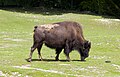 20.10 - 26.10: In bov selvadi europeic (Bison bonasus) en il Tierpark Hellabrunn a Minca en Germania.