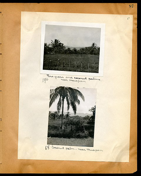 File:Chase album, 1898, 1903, and undated (Page 87) BHL46399522.jpg