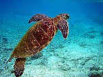 Grön havssköldpadda i vattnet
