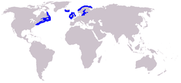 Distribución aproximada de la foca buxa