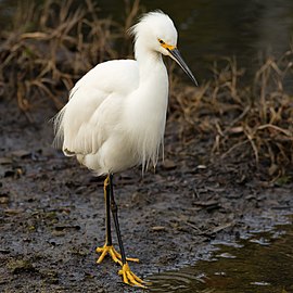 Day 64: Snowy egret searching for prey in the Strawberry marshes