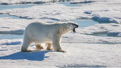 تلاش ناموفق خرس قطبی برای شکار خوک دریایی