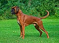 Boxer, autra raça de can de combat vengut una raça de companhiá.