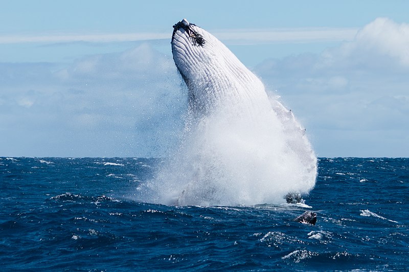File:Baleine à bosse et son baleineau 1.jpg